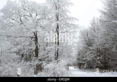 En hiver Hunsrueck, Allemand de montagnes basses Banque D'Images