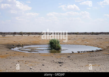 Point d'eau avec beaucoup de Animlas sauvages, Namibie Banque D'Images