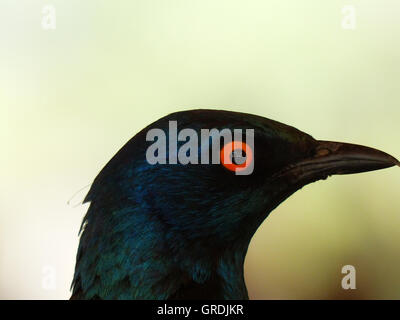 Cape Glossy Starling, Lamprotornis Banque D'Images