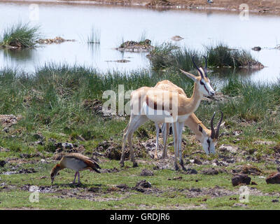 Springbok Antidorcas Et Nile Goose Alopochen aegyptiacus dans un étang, la Namibie Banque D'Images