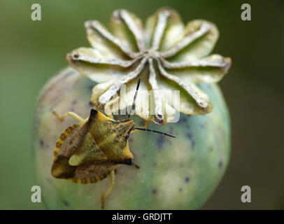 Bug vert sur une capsule de pavot avec un fond vert Banque D'Images