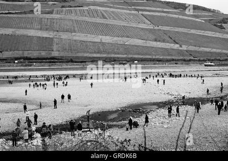 Socalled Century-Low l'eau sur le Rhin près de Bingen,moyen,on pourrait marcher dans le lit,novembre 2011,vis-à-vis de la Banque D'Images