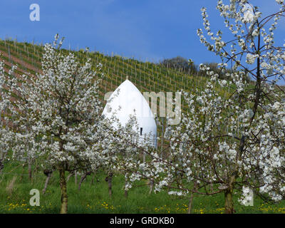 Trullo dans les vignes près de Uffhofen en Hesse rhénane, Allemagne Banque D'Images