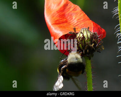 Bumblebee obtient le nectar des plantes à fleurs Pavot Rouge, fond vert sombre Banque D'Images