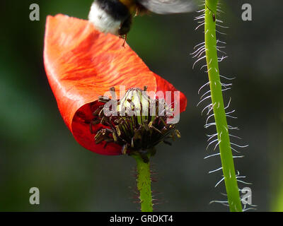 Bumblebee a obtenu le nectar des plantes à fleurs Pavot Rouge et quitte la fleur, fond vert sombre Banque D'Images