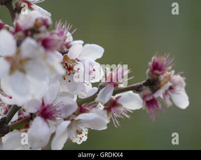 Blooming Almond Branch, Prunus dulcis Banque D'Images