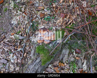 Faire revenir les champignons poussant sur le sol forestier Banque D'Images