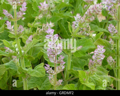 Sauge sclarée, Salvia sclarea Banque D'Images