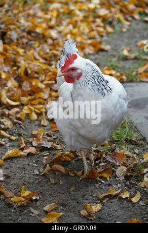 Happy Free Range Poule dans le jardin d'automne Banque D'Images