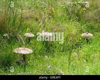 Parasol champignons sur un pré, Macrolepiota Banque D'Images