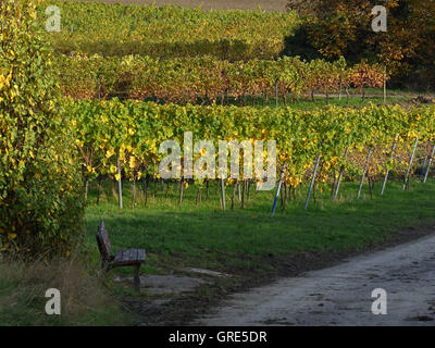 L'automne dans les vignes, domaine viticole Hesse rhénane Banque D'Images