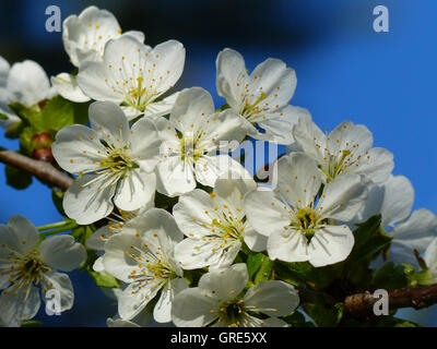 Blooming Morello Cherry Tree Banque D'Images