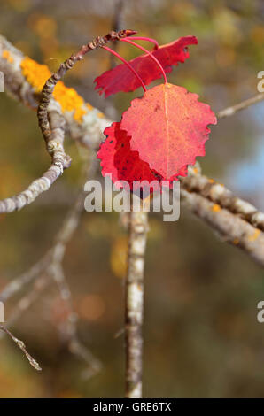 À l'automne les feuilles de tremble, Populus tremula Banque D'Images