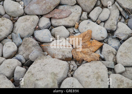 Autumnal Maple Leaf brun couché sur cailloux gris, symbole de hard et soft Banque D'Images
