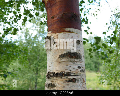 Bouleau, bouleau pubescent dans Black Moor, Rhoen, Allemagne Banque D'Images