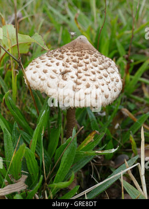 Coulemelle Macrolepiota sur un pré, Banque D'Images