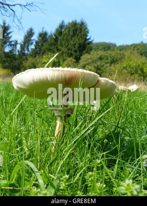 Coulemelle Macrolepiota sur un pré, Banque D'Images