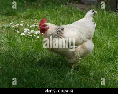 Lumière Sussex Poule Free-Range Le Jardin Banque D'Images