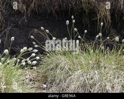 La Linaigrette sur la lande Banque D'Images