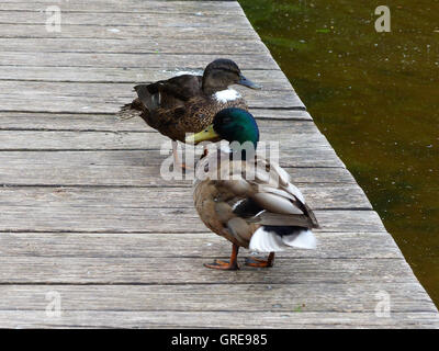 Paire de canards colvert sur une promenade Banque D'Images