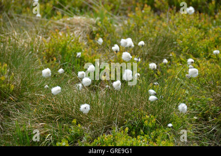 La Linaigrette sur la lande Banque D'Images