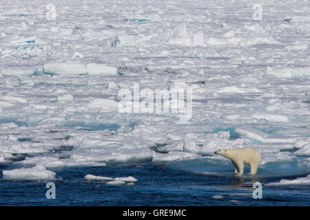 Ours polaire sur le bord de la glace de mer au nord du Svalbard en Norvège Banque D'Images