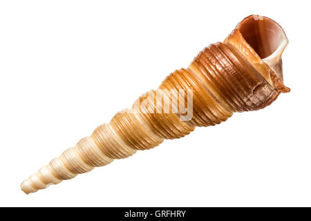 Turritella communis spire seashell isolated on white Banque D'Images