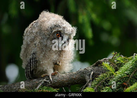 Hibou moyen / long Waldohreule ( Asio otus ), les jeunes jeune, le repos dans un conifère, regarde sur critique sth. Sous, mec drôle. Banque D'Images