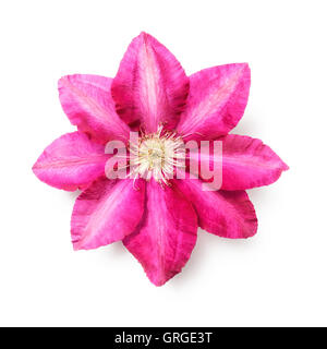 Clematis rose fleur. Seul objet isolé sur fond blanc chemin de détourage inclus. Jardin d'été de fleurs. Vue de dessus la télévision Banque D'Images