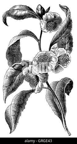 Arbuste de thé chinois Banque D'Images