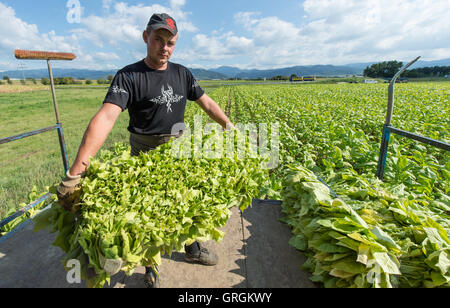 Récolte La récolte hongroise aides de feuilles de tabac du type 'Virginia' à l'aide d'un agrcultural la machine sur un champ près de Bad Krozingen, Allemagne, 6 septembre 2016. PHOTO : PATRICK SEEGER/dpa Banque D'Images