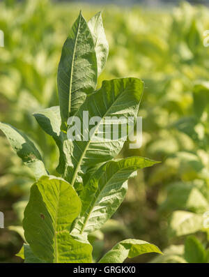 Récolte La récolte hongroise aides de feuilles de tabac du type 'Virginia' à l'aide d'un agrcultural la machine sur un champ près de Bad Krozingen, Allemagne, 6 septembre 2016. PHOTO : PATRICK SEEGER/dpa Banque D'Images