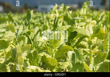 Récolte La récolte hongroise aides de feuilles de tabac du type 'Virginia' à l'aide d'un agrcultural la machine sur un champ près de Bad Krozingen, Allemagne, 6 septembre 2016. PHOTO : PATRICK SEEGER/dpa Banque D'Images