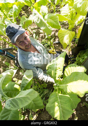 Récolte La récolte hongroise aides de feuilles de tabac du type 'Virginia' à l'aide d'un agrcultural la machine sur un champ près de Bad Krozingen, Allemagne, 6 septembre 2016. PHOTO : PATRICK SEEGER/dpa Banque D'Images