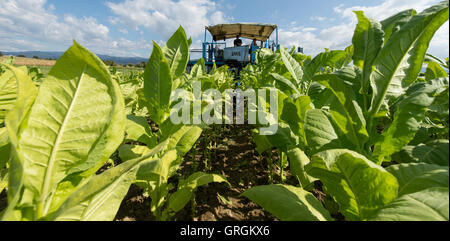 Récolte La récolte hongroise aides de feuilles de tabac du type 'Virginia' à l'aide d'un agrcultural la machine sur un champ près de Bad Krozingen, Allemagne, 6 septembre 2016. PHOTO : PATRICK SEEGER/dpa Banque D'Images