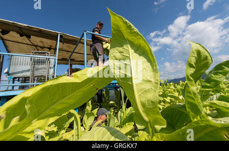 Récolte La récolte hongroise aides de feuilles de tabac du type 'Virginia' à l'aide d'un agrcultural la machine sur un champ près de Bad Krozingen, Allemagne, 6 septembre 2016. PHOTO : PATRICK SEEGER/dpa Banque D'Images