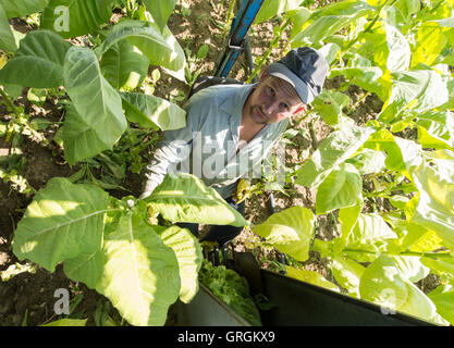 Récolte La récolte hongroise aides de feuilles de tabac du type 'Virginia' à l'aide d'un agrcultural la machine sur un champ près de Bad Krozingen, Allemagne, 6 septembre 2016. PHOTO : PATRICK SEEGER/dpa Banque D'Images