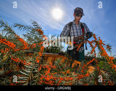 Tempelberg, Allemagne. 30Th Jun 2016. Les travailleurs saisonniers de la récolte des baies argousier argousier dans le jardin à Tempelberg, Allemagne, 7 septembre 2016. Entrepreneur Wilfried Klapprott argousier plantées sur 13 hectares de terrain. L'argousier jaune petites baies contiennent dix fois plus de vitamine C que le citron. PHOTO : PATRICK PLEUL/dpa/Alamy Live News Banque D'Images