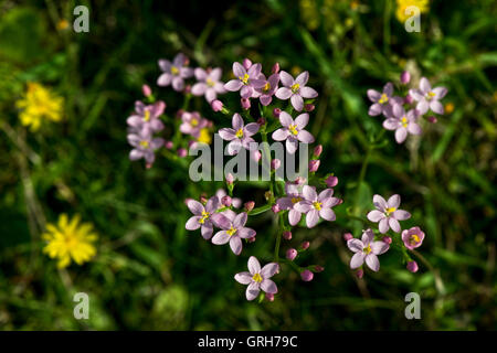 Centaurée Centaurium erythraea commune - trouvée à Willington, Derbyshire, Angleterre, RU Banque D'Images