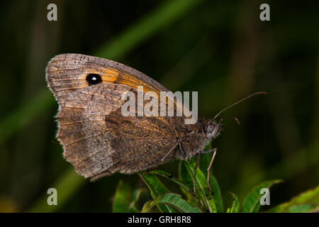 Profil d'un gatekeeper - Pyronia tithonus parfois sous le nom de Brown de couverture. Trouvé à Willington, Derbyshire, Angleterre, RU Banque D'Images