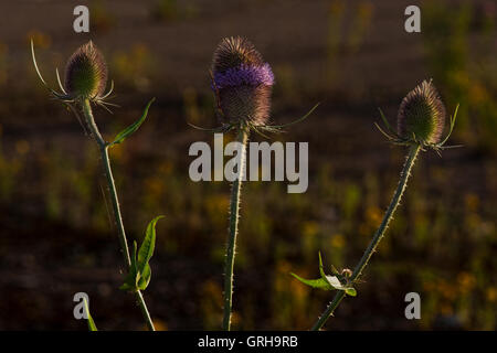 - Cardère Dipsacus fullonum image prise à Willington, Derbyshire, Angleterre, RU Banque D'Images