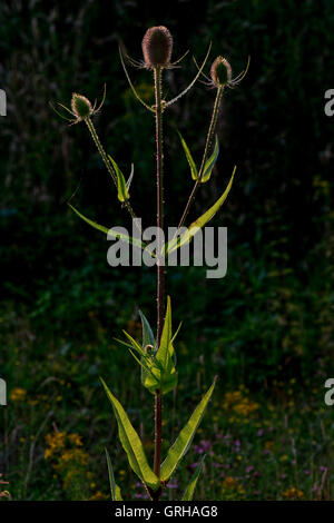 - Cardère Dipsacus fullonum image prise à Willington, Derbyshire, Angleterre, RU Banque D'Images