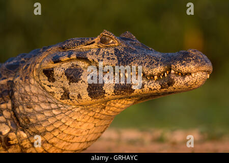 Portrait Caiman Pantanal Banque D'Images