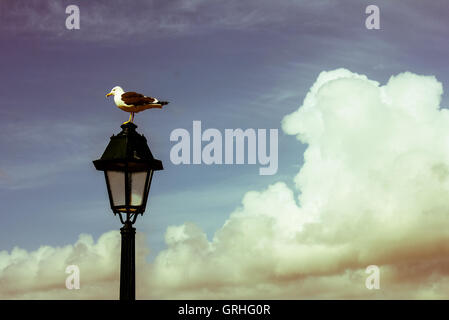 Seagull reposant sur une lampe de rue dans la région de Cascais, Portugal Banque D'Images