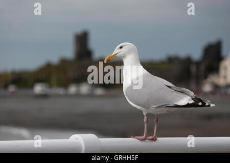 Seagull se trouve sur le mur donnant sur les ruines du château d'Aberystwyth Banque D'Images