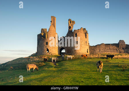 Tôt le matin, par les ruines de château de Dunstanburgh, sur la côte de Northumberland, England UK Banque D'Images