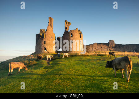 Tôt le matin, par les ruines de château de Dunstanburgh, sur la côte de Northumberland, England UK Banque D'Images