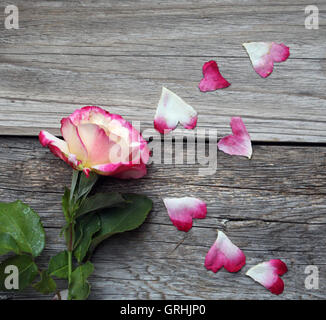 Rose panachée blanc et rose avec pétales coeur on a rustic conseil. Banque D'Images