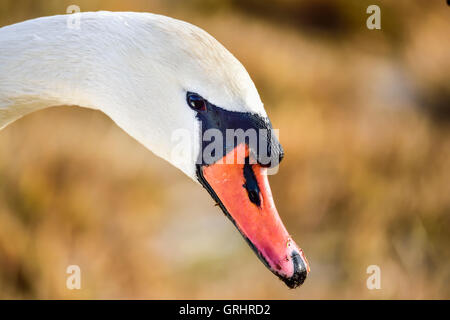 Cygne tuberculé Banque D'Images