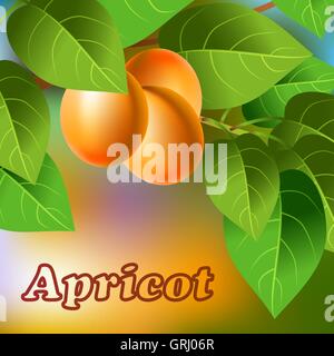 Orange, juteuse, abricots doux sur une branche pour votre conception. Vector Illustration de Vecteur
